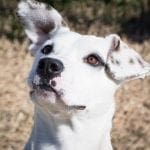 The Wise County Animal Shelter